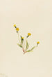 Hieracium gracile - Mary Vaux Walcott — visning af kunstværket