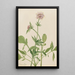 Heliotrop Valerian Valeriana sitchensis - Mary Vaux Walcott — indrammet kunstværk på væggen