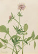 Heliotrop Valerian Valeriana sitchensis - Mary Vaux Walcott — visning af kunstværket