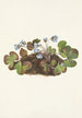Hepatica americana - Mary Vaux Walcott — visning af kunstværket