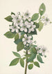 Ronce des haies Rubus argutus - Mary Vaux Walcott — visning af kunstværket
