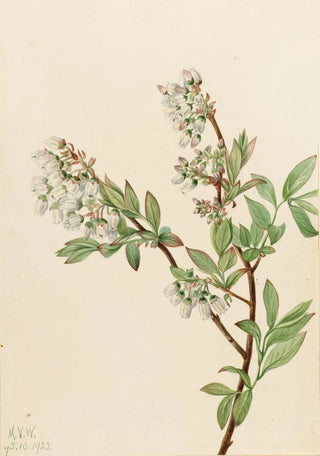 Mary Vaux Walcott - Highbush Blueberry Vaccinium corymbosum.webp