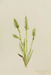 Spiranthes med hætte Ibidium strictum - Mary Vaux Walcott — visning af kunstværket