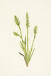 Spiranthes med hætte Ibidium strictum - Mary Vaux Walcott — visning af kunstværket