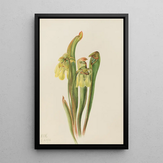 Mary Vaux Walcott - Hooded Pitcherplant Sarracenia minor.webp