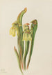 Sarracénie hætte Sarracenia minor - Mary Vaux Walcott — visning af kunstværket
