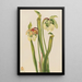 Sarracénie hybrid Sarracenia minor - Mary Vaux Walcott — indrammet kunstværk på væggen