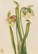 Sarracénie hybrid Sarracenia minor - Mary Vaux Walcott — visning af kunstværket