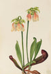 Sarracénie hybrid Sarracenia minor x psittacina - Mary Vaux Walcott — visning af kunstværket