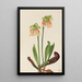 Sarracénie hybrid Sarracenia minor x psittacina - Mary Vaux Walcott — indrammet kunstværk på væggen