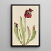 Sarracénie hybride Sarracenia rubra x purpurea venosa - Mary Vaux Walcott — indrammet kunstværk på væggen