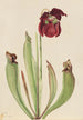 Sarracénie hybride Sarracenia rubra x purpurea venosa - Mary Vaux Walcott — visning af kunstværket