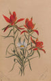 Castilléjie Castilleja rhexifolia - Mary Vaux Walcott — visning af kunstværket