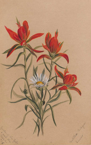 Mary Vaux Walcott - Indian Paintbrush Castilleja rhexifolia.webp