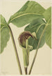 Arisème triphylle Arisaema triphyllum - Mary Vaux Walcott — visning af kunstværket