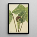 Arisème triphylle Arisaema triphyllum - Mary Vaux Walcott — indrammet kunstværk på væggen