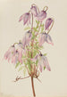 Clematis pseudo-alpina - Mary Vaux Walcott — visning af kunstværket