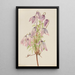 Clematis pseudo-alpina - Mary Vaux Walcott — indrammet kunstværk på væggen