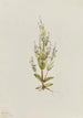 Gentiane acaule Gentiana acuta - Mary Vaux Walcott — visning af kunstværket