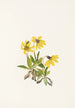 Arnica af Lake Louise Arnica louiseana - Mary Vaux Walcott — visning af kunstværket