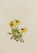 Arnica af Lake Louise Arnica louisiana - Mary Vaux Walcott — visning af kunstværket