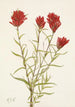 Castilléjie à feuilles lancéolées Castilleja lancifolia - Mary Vaux Walcott — visning af kunstværket