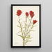 Castilléjie à feuilles lancéolées Castilleja lancifolia - Mary Vaux Walcott — indrammet kunstværk på væggen
