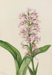 Orchidée frangée pourpre Habenaria grandiflora - Mary Vaux Walcott — visning af kunstværket