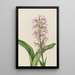 Orchidée frangée pourpre Habenaria grandiflora - Mary Vaux Walcott — indrammet kunstværk på væggen