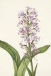 Orchidée frangée pourpre Habenaria grandiflora - Mary Vaux Walcott — visning af kunstværket