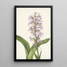 Orchidée frangée pourpre Habenaria grandiflora - Mary Vaux Walcott — indrammet kunstværk på væggen
