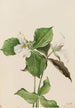 Trille hvid Trillium grandiflorum - Mary Vaux Walcott — visning af kunstværket