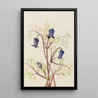 Mary Vaux Walcott - Leather Flower Clematis hirsutissima.webp