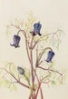 Clématite hirsute Clematis hirsutissima - Mary Vaux Walcott — visning af kunstværket
