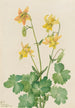 Ancolie citron Aquilegia flavescens - Mary Vaux Walcott — visning af kunstværket