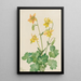 Ancolie citron Aquilegia flavescens - Mary Vaux Walcott — indrammet kunstværk på væggen