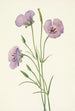 Mariposa lilas Calochortus splendens - Mary Vaux Walcott — visning af kunstværket