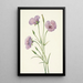 Mariposa lilas Calochortus splendens - Mary Vaux Walcott — indrammet kunstværk på væggen
