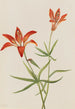 Lys Lilium montanum - Mary Vaux Walcott — visning af kunstværket