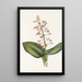 Lys Twayblade Liparis liliifolia - Mary Vaux Walcott — indrammet kunstværk på væggen