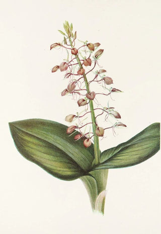 Mary Vaux Walcott - Lily Twayblade Liparis liliifolia.webp