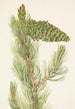 Pin fleksibel Pinus flexilis - Mary Vaux Walcott — visning af kunstværket