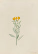 Lithospermum canescens - Mary Vaux Walcott — visning af kunstværket