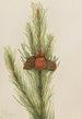 Pin tordu Pinus contorta murrayana - Mary Vaux Walcott — visning af kunstværket