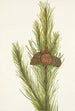Pin tordu Pinus contorta murrayana - Mary Vaux Walcott — visning af kunstværket