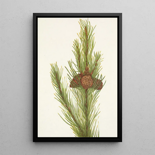 Mary Vaux Walcott - Lodgepole Pine Pinus contorta murrayana (Case Conflict).webp