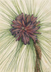 Pin des marais Pinus palustris - Mary Vaux Walcott — visning af kunstværket