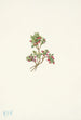 Airelle basse Vaccinium caespitosum - Mary Vaux Walcott — visning af kunstværket
