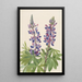 Lupin Lupinus fornosus - Mary Vaux Walcott — indrammet kunstværk på væggen