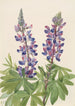 Lupin Lupinus fornosus - Mary Vaux Walcott — visning af kunstværket